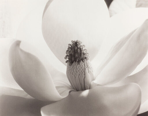 Imogen Cunningham: en qué se parece un desnudo a una flor